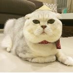 Profile Picture of okok get lost already (@celisital_crystal) on Instagram