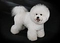 Profile Picture of Bichon Friséon Wikipedia