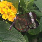 Profile Picture of Alice Tillett (@alicetillett_photo) on Instagram