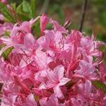 Profile Picture of Danielle Guard (@daniellerguard) on Pinterest