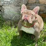 Profile Picture of Robert Arguello (@Jhontrellez2022) on Facebook