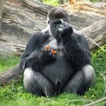 Profile Picture of Eric J Schnackel (@ejschnack) on Instagram