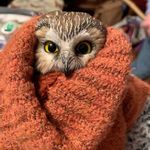 Profile Picture of Michael Rothbard (@tree_decorating_team) on Instagram