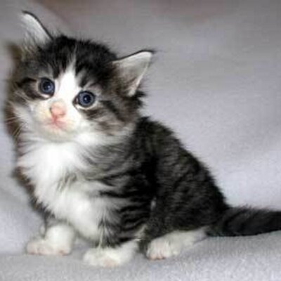 Profile Picture of Peter Hsing (@KittyManMeow) on Twitter