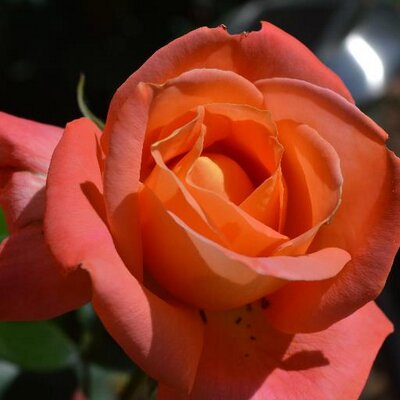 Joe Barkovich - Twitter Profile Picture of Joe Barkovich (@Barkovich1Joe) on Twitter