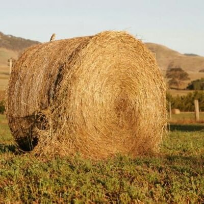 Profile Picture of Old Man Pickle (@PatrickEggleton) on Twitter