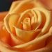 Profile Picture of Bailey Hauck (@23hauckbai) on Pinterest