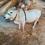 Profile Picture of Narendra Nagabhiru (@narendranagabhiruws_aaaaaaawaa) on Instagram