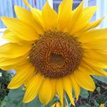 Profile Picture of Cindy Caldwell Forgette (@cindylf88) on Instagram