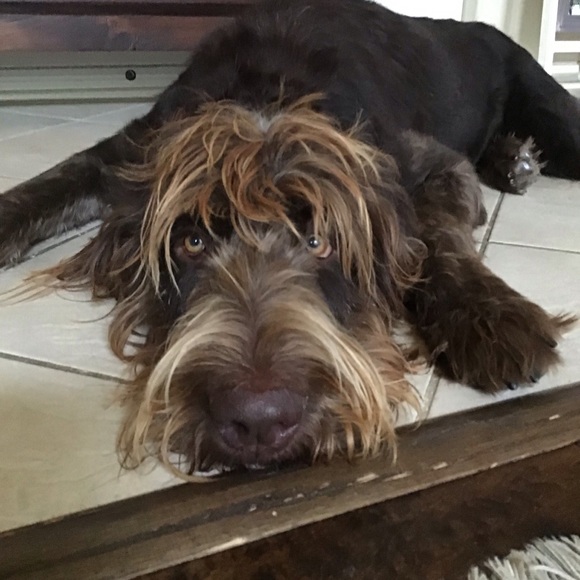 Profile Picture of Roonak Shafei (@rebin2009) on Poshmark