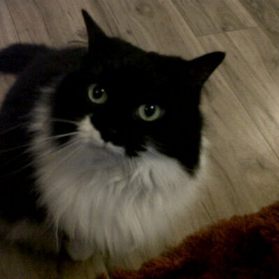 Profile Picture of Dave Meldrum (@Davemeldrum1) on Twitter