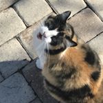 Profile Picture of Julia Talley (@juliabtalley) on Instagram