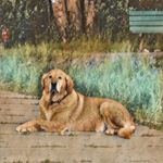 Profile Picture of Vicky A Ouellette (@vickygtp) on Instagram