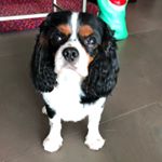 Profile Picture of Leo & Gracie Lu (@leito_gracielu_thecavs) on Instagram