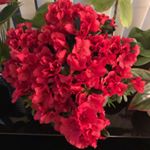 Profile Picture of Cecilia flores12@hotmail.com (@flores12hotmail.comsave) on Instagram