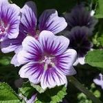 Profile Picture of Olivia Laporte (@laporte9776) on Instagram