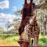 Profile Picture of cheryl lemon (@cheryl_lemon_) on Instagram