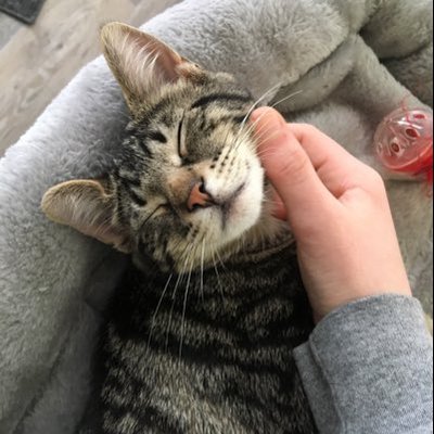 Profile Picture of Bailey Pierson (@pierson_bailey) on Twitter