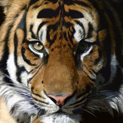 Profile Picture of Alexander Negron (@alexbigfoot10) on Twitter