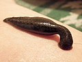 Profile Picture of Leech - Wikipediaon Wikipedia