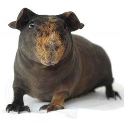 Profile Picture of Hayley Whittaker (@HW_AnimalCare) on Twitter