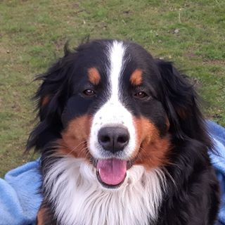 Profile Picture of Ronny Stevens (@Ronny-Stevens) on Facebook