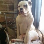 Profile Picture of Darrell The Dog (@darrellthedog) on Instagram