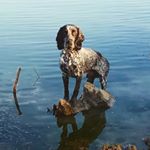 Profile Picture of Simon 🇬🇧 Семён 🇷🇺 (@simonrussianspaniel) on Instagram