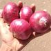Profile Picture of Lasalgaon Onion (@lasalgaon.onion.5) on Facebook