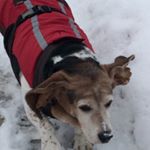 Profile Picture of Lisa Tibbles (@lisa.tibbles) on Instagram
