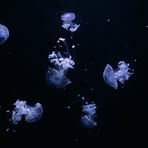 Profile Picture of Neal Fredrickson (@Neal-Fredrickson) on Facebook