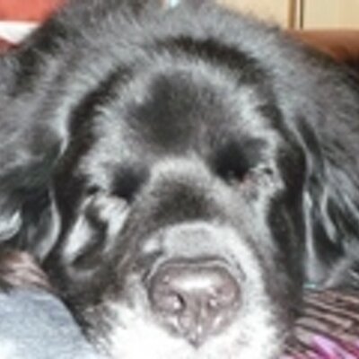 Jennifer McCarthy - Twitter Profile Picture of Jennifer McCarthy (@jennyjomac) on Twitter