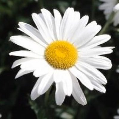 Profile Picture of Sharon (@s_magnan) on Twitter