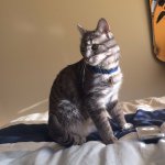 Profile Picture of Felix Bianconi (@felixthemaddcat) on Instagram