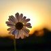 Profile Picture of Renate Mueller-Wilkinson (@11renate25) on Pinterest