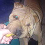 Profile Picture of Priscilla Elizabeth Haile (@shar_pei_priscilla) on Instagram