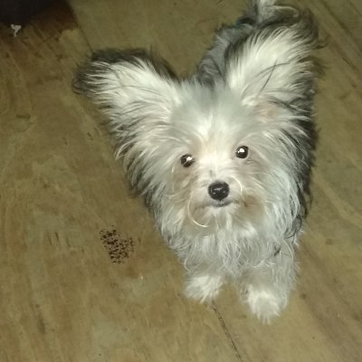 Profile Picture of Tanya Spinks (@spinks_tanya) on Twitter