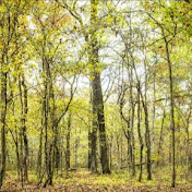 Profile Picture of Chase Woods (@ChaseWoods-v9x) on Youtube