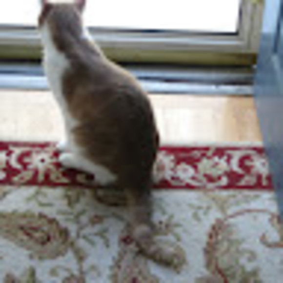Profile Picture of Susan Tesar (@susantesar) on Poshmark