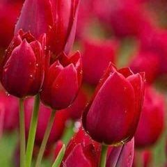 Nadia _hanaa - Tiktok Profile Picture of Nadia _hanaa (@nadia._hanaa) on Tiktok