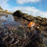 Profile Picture of Eight Legged Edward (@edward.octo) on Instagram