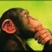Profile Picture of Jimmy Chimp (@jimmy.chimp.50) on Facebook