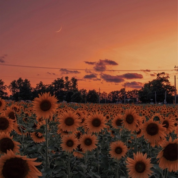 Profile Picture of Julia Nicholson (@jdnic) on Poshmark