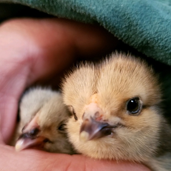 Profile Picture of Samantha Talbot (@kaivoo) on Poshmark