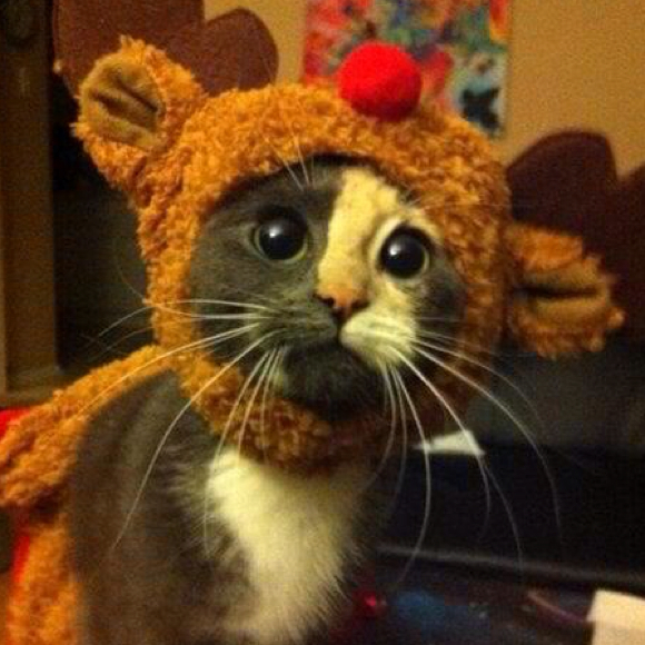 Profile Picture of Debbie Auman (@debdog20) on Poshmark