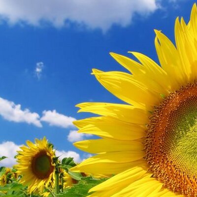 Profile Picture of Victor Lins (@victorlins46) on Twitter