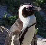 Profile Picture of David Černík (@David-Černík) on Facebook