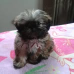 Profile Picture of Janet Schiele (@janet.schiele) on Facebook