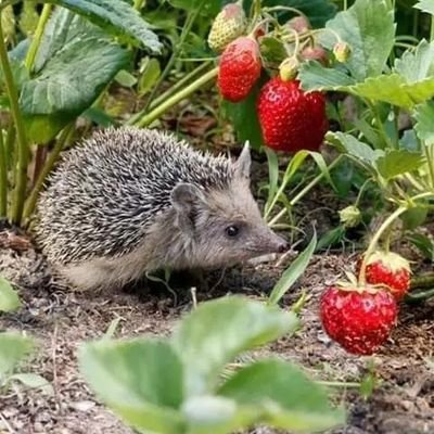 Profile Picture of Laurent Massé (@LaurentMass6) on Twitter