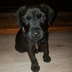 Profile Picture of Ralph (@ralph_patterdale) on Instagram